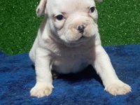 French bulldog yavrular ırk sağlık garantili