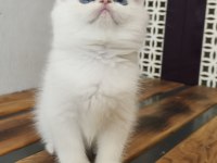 British shorthair ny12 33 erkek