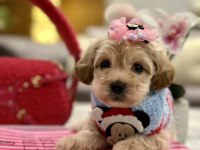 Muhteşem maltipoo bebekler ile karşınızdayız