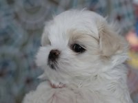 Safkan Anne Babadan Maltese Yavrular