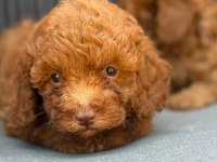 YASAL ÜRETİCİDEN SAFKAN TOY POODLE YAVRULARI
