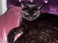 BRİTİSH SHORTHAİR KEDİMİ SAHİPLENDİRİYORUM