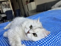 Kediler iyi bakabilecek bir aileye ücretsiz verilecektir