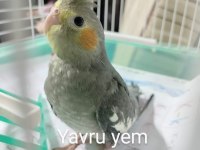 Uygun yavru sultan papağanı