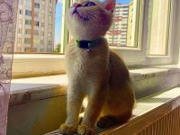 Mükemmel kalitede british shorthair golden