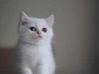 Çok Sevimli Bir Minnoş Kedimiz