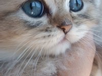 Biritish shortair british longhair safkan yavrular