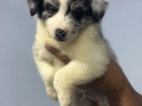 Dünyanın En Akıllı Köpekleri