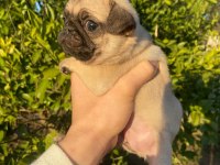 HAMBURGER SURAT GÜL KUYRUK PUG YAVRULAR