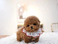 MALTİPOO BEBEKLERİM