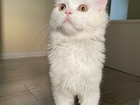 8 aylık erkek british longhair