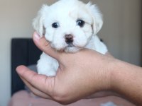 Safkan 0 Numara Mini Boy Maltese Terrier Yavrular