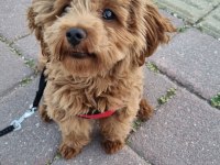 6 Aylık Maltipoo Kızımız TARÇIN