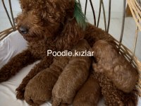 RED BROWN TOY POODLE