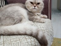 British longhair kedim