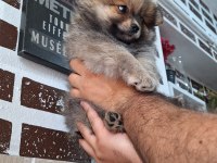 ORJİNAL Pomeranian boo