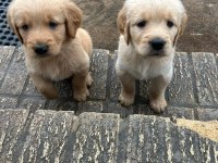 Golden retriever yavrular baby Face