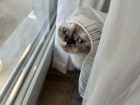 1 yaşında kıvrık kulaklı exotic shorthair