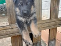 alman çoban köpeği yavruları