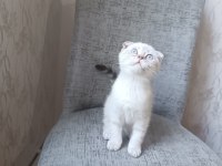 Scottish fold blue point erkek yavrumuz