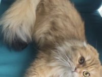 Sahiplendirilecek scottish fold 2 yaşında