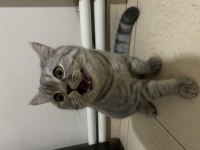 British shorthair 10 aylık