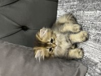 BRİTİSH LONGHAİR KEDİSİ