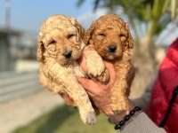 Toy poodle çikolatalar