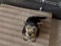 Safkan yakışıklı köpeğimiz