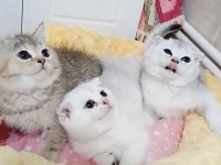 Safkan A kalite scottish fold bebeklerim