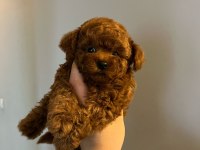 ORJİNAL KORE KAN MİNİ POODLE YAVRU ERKEK