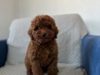Kore Red Brown Safkan Toy Poodle Köpekler