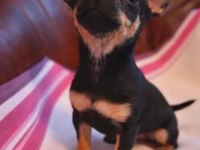A kalite pinscher yavrularımız