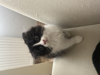 Minik yavrularımız scottish fold