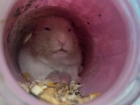 Suriye hamsteri