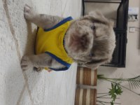 FRENCH BULLDOG EGZOTİK YAVRULAR