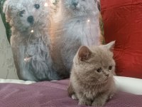 British shorthair LİLAC yavrumuz