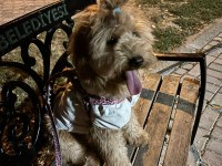 Maltipoo Sahiplendirmeli 6 Aylık