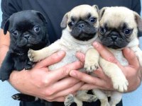 Pug yavrularımız yeni ailesini bekliyor