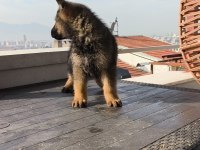 Alman kurdu yavruları