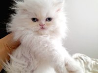 A KALİTE İRAN KEDİSİ CİNSİ BEBEKLERİM
