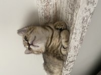British shorthair
