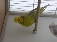 Show jumbo dişiler kuşlar