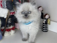 Safkan British Longhair Yavrularımız