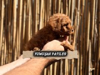 RED BROWN TOY POODLE YAVRULAR