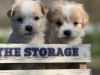 Erkek maltipoo yavrumuz
