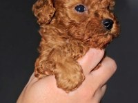 A Kalite Garantili Toy Poodle Yavrular