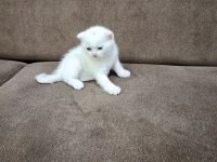 2 aylık scottish fold