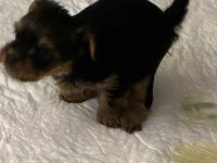 30 mart doğumlu yorkshire terrier kızlar