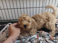 F1 maltipoo poodle kalitesinde